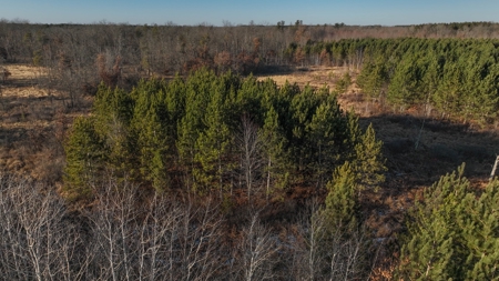 Hunting Land for Sale in Adams County, Wisconsin - image 12