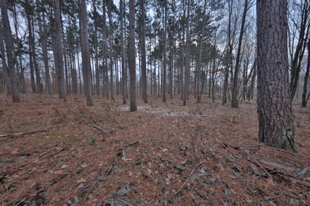 Hunting Land for Sale in Adams County, Wisconsin - image 36