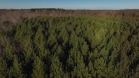 Hunting Land for Sale in Adams County, Wisconsin - image 19