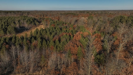 Hunting Land for Sale in Adams County, Wisconsin - image 14
