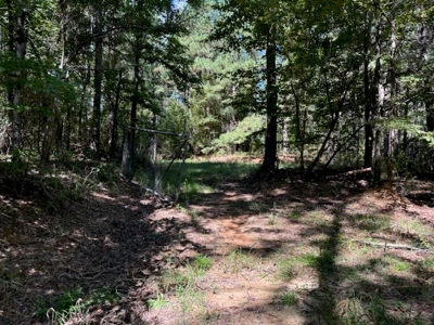 145 Acres Jefferson County Hunting Land Timber Investment - image 3