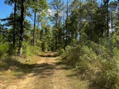 145 Acres Jefferson County Hunting Land Timber Investment - image 7