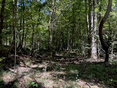 145 Acres Jefferson County Hunting Land Timber Investment - image 2