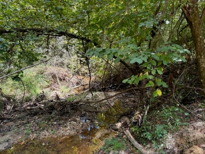 145 Acres Jefferson County Hunting Land Timber Investment - image 12