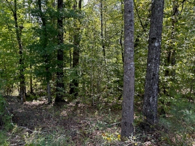145 Acres Jefferson County Hunting Land Timber Investment - image 11