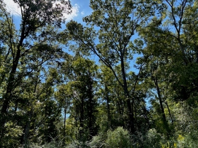 145 Acres Jefferson County Hunting Land Timber Investment - image 4