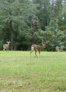 145 Acres Jefferson County Hunting Land Timber Investment - image 14