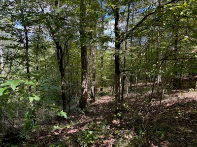 145 Acres Jefferson County Hunting Land Timber Investment - image 13
