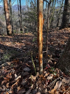 40 Unrestricted Acres For Sale in Unicoi County - image 35