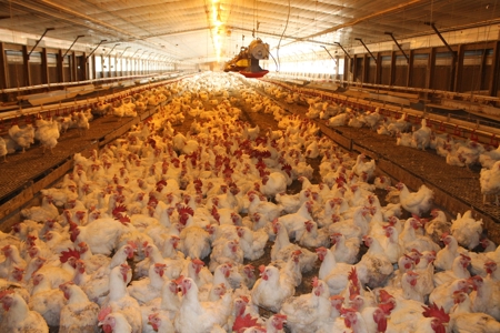Thriving Poultry Breeder Farm For Sale in Rochelle, GA - image 11