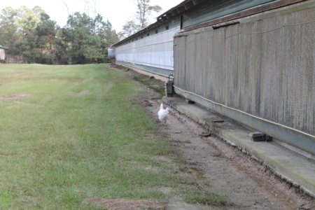 Thriving Poultry Breeder Farm For Sale in Rochelle, GA - image 14