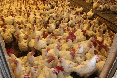Thriving Poultry Breeder Farm For Sale in Rochelle, GA - image 12
