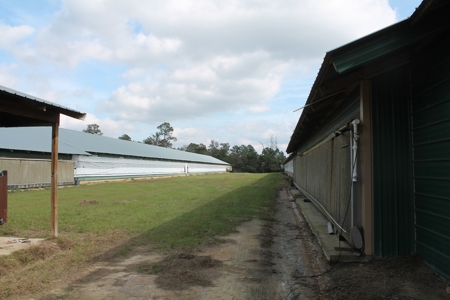 Thriving Poultry Breeder Farm For Sale in Rochelle, GA - image 5