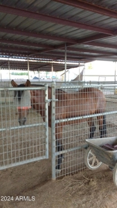 Ranch For Sale in Phoenix, Arizona! - image 6