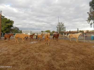 Ranch For Sale in Phoenix, Arizona! - image 5