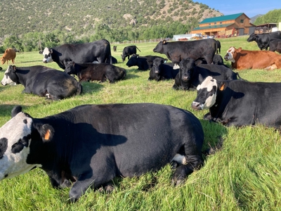 Cattle Ranch for Sale in Red Wing, CO - image 28
