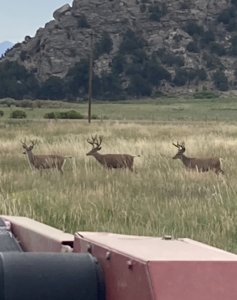 Cattle Ranch for Sale in Red Wing, CO - image 33