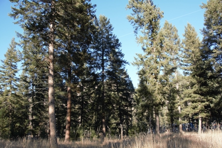 Country Home on Acreage Near Lolo, MT! - image 37