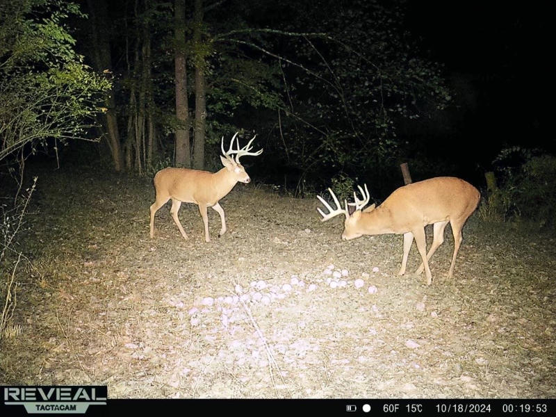  Deer Cam picture from seller