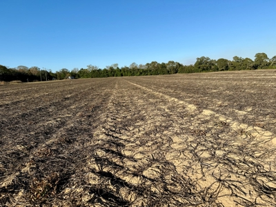 Land for sale Headland, Alabama - image 2