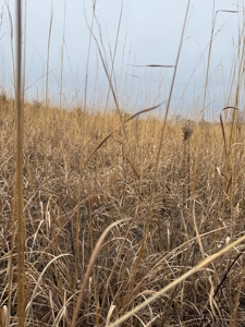 Northern Missouri Powerhouse! 160 acres Adair County - image 2