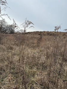 Northern Missouri Powerhouse! 160 acres Adair County - image 3