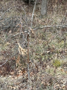 Northern Missouri Powerhouse! 160 acres Adair County - image 10