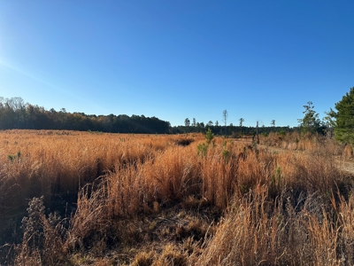 HWY 229 East Tract is in Saline County, Arkansas - image 2