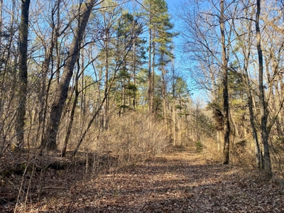 Arkansas Hunting Acreage Bordering National Forest For Sale - image 4