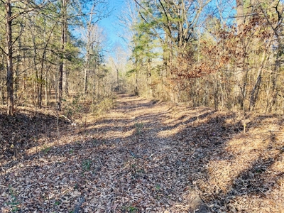 Arkansas Hunting Acreage Bordering National Forest For Sale - image 2