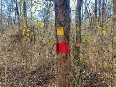 Arkansas Hunting Acreage Bordering National Forest For Sale - image 5