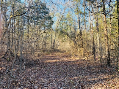 Arkansas Hunting Acreage Bordering National Forest For Sale - image 3