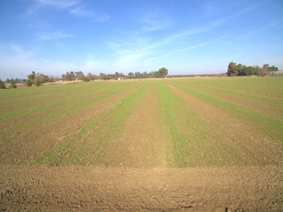 Davis, California Country Properties For Sale Near UC Davis - image 11