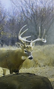 Graham Co. Kansas Premium Deer Hunting Land For Sale - image 22