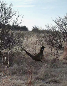 Graham Co. Kansas Premium Deer Hunting Land For Sale - image 24