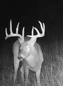 Graham Co. Kansas Premium Deer Hunting Land For Sale - image 23