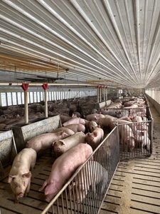 Acreage with Hog Barn FOR SALE in Schuyler County, MO - image 8