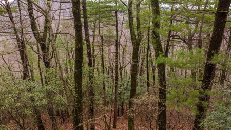 Recreational Retreat for Sale in Moravian Falls NC! - image 6