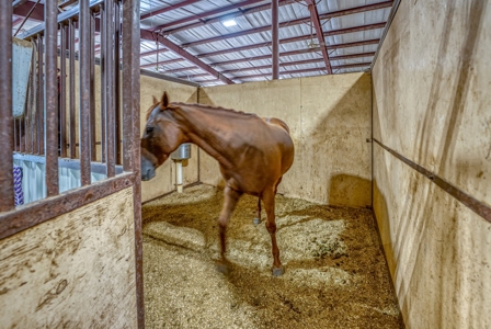 Premier Equestrian Facility in the Heart of the Ozark Mtns - image 39