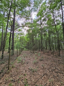 Home and Land For Sale in Gainesville, FL - image 48