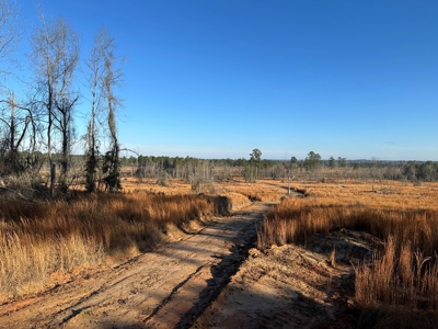 The Burnside Road Tract in Louisiana - image 2