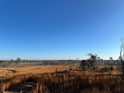The Burnside Road Tract in Louisiana - image 1