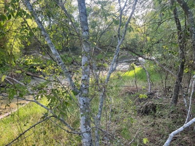 Country Living Home Site in  Live Oak County, TX - image 19