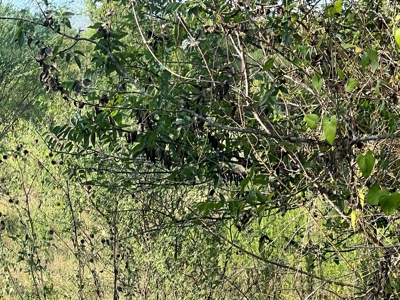 Country Living Home Site in  Live Oak County, TX - image 30