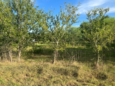 Country Living Home Site in  Live Oak County, TX - image 12