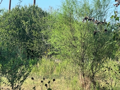 Country Living Home Site in  Live Oak County, TX - image 29