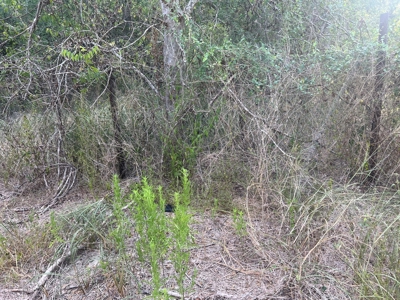 Country Living Home Site in  Live Oak County, TX - image 16