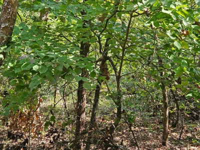 Lake & Golf Community Lots by Bull Shoals Lake in Missouri - image 6