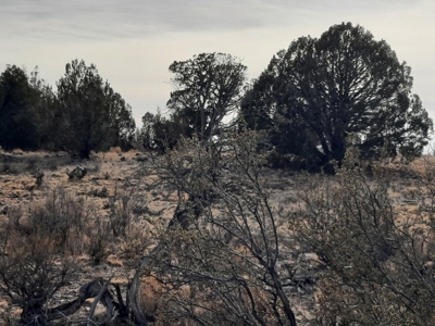 Remote Northern Az Off Grid Propety - image 10