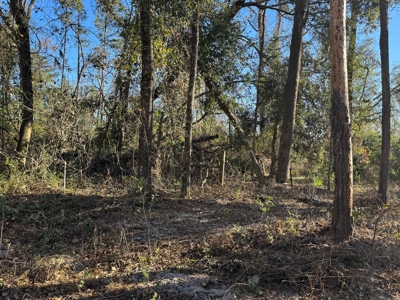 Withlacoochee Riverfront Property For Sale In Jasper, Fl - image 11